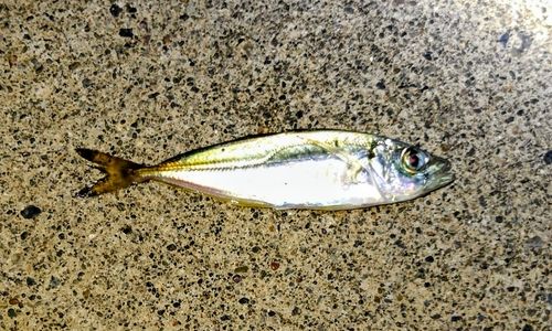 マアジの釣果