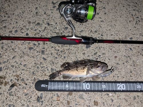 クロソイの釣果