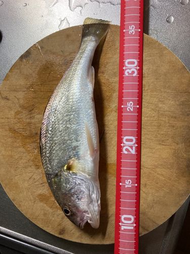 シログチの釣果