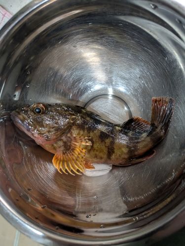 カサゴの釣果