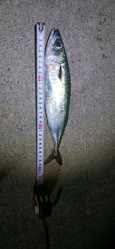 サバの釣果