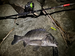 チヌの釣果