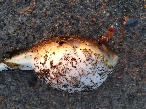 フグの釣果