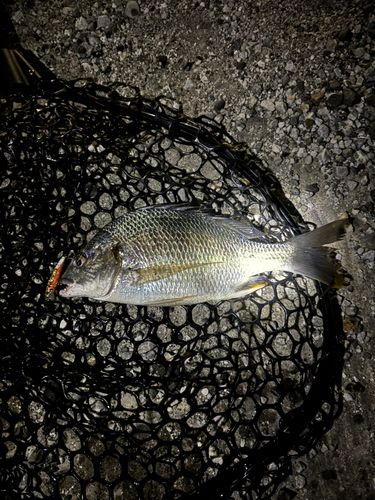 キビレの釣果