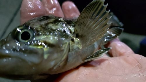 クロソイの釣果