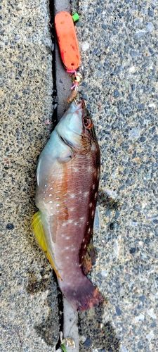 ホシササノハベラの釣果