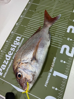 マダイの釣果