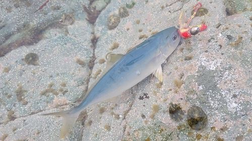 ワカシの釣果