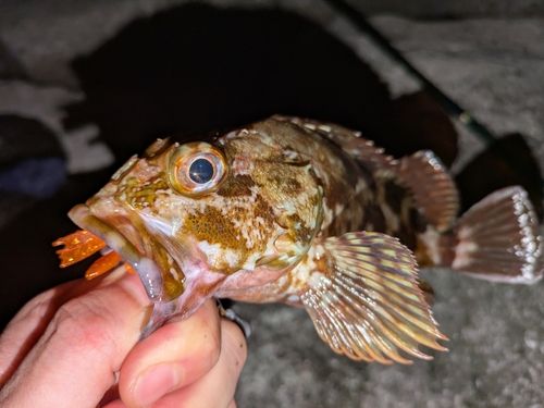 カサゴの釣果