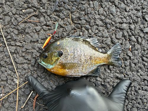 ブルーギルの釣果