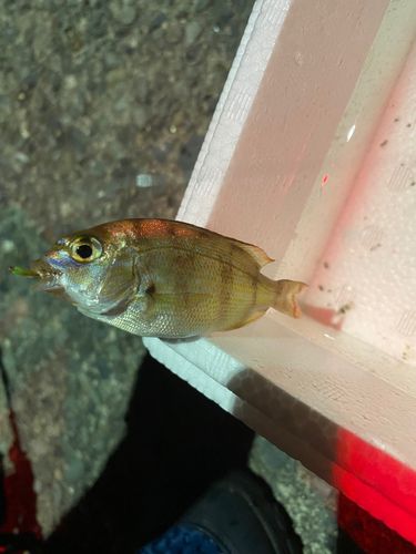 メイチダイの釣果