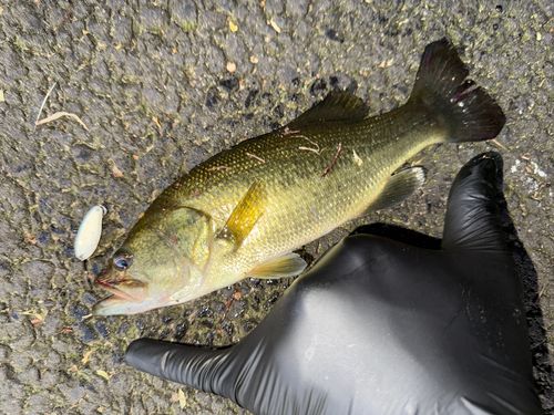 ラージマウスバスの釣果