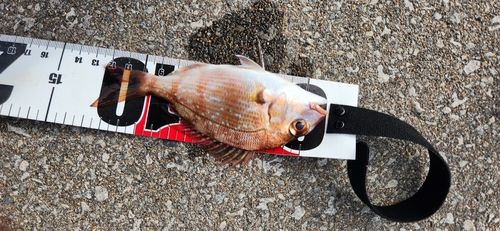 マダイの釣果