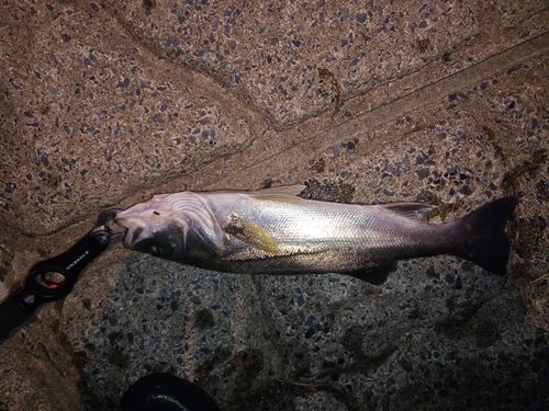 フッコ（マルスズキ）の釣果