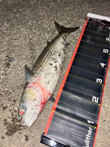 ボラの釣果