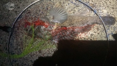 ソイの釣果