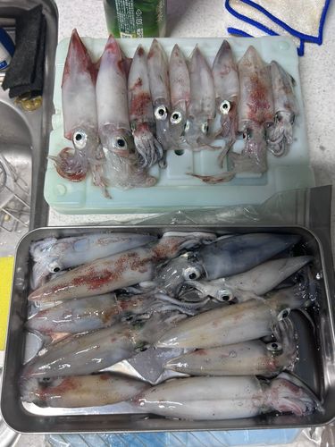 ケンサキイカの釣果