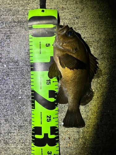 メバルの釣果