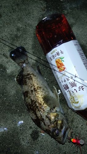 クロソイの釣果