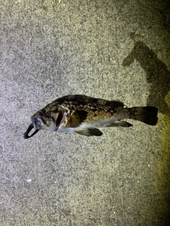 クロソイの釣果