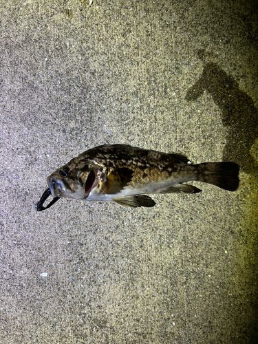 クロソイの釣果