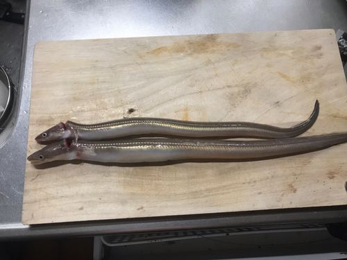 アナゴの釣果