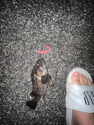 クロソイの釣果