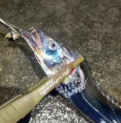 タチウオの釣果