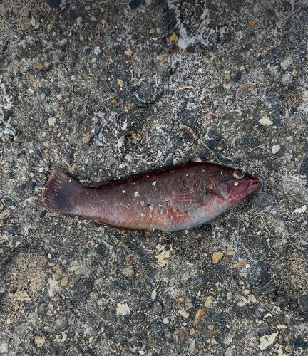 ホシササノハベラの釣果