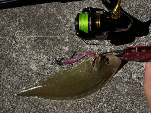 クロウシノシタの釣果