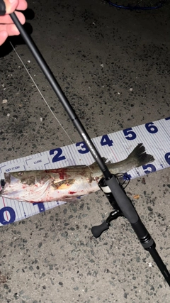 シーバスの釣果