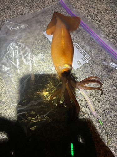 スルメイカの釣果