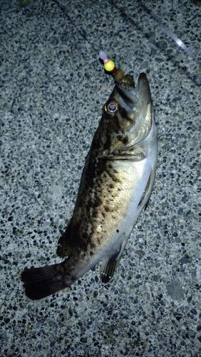 クロソイの釣果