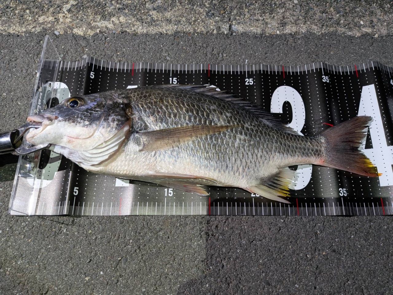 DAIWA 17シルバーウルフ MX 72L-Sの最安値・インプレ・釣果 | 本音の