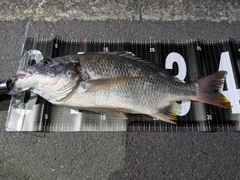 キビレの釣果