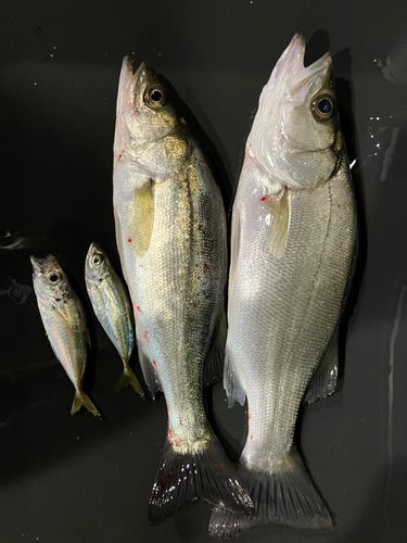 スズキの釣果
