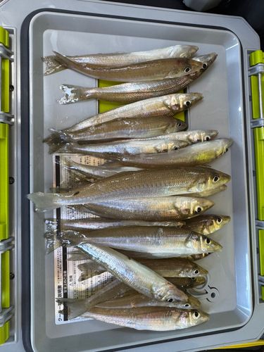 シロギスの釣果