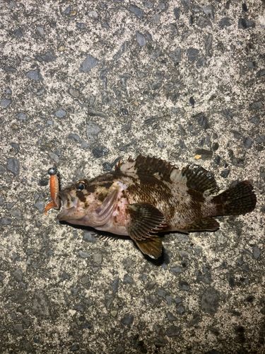 ムラソイの釣果