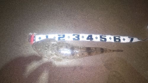 マゴチの釣果