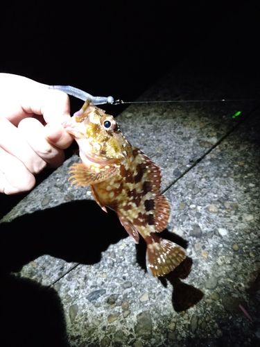 カサゴの釣果