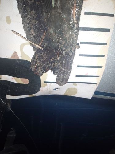 ナマズの釣果