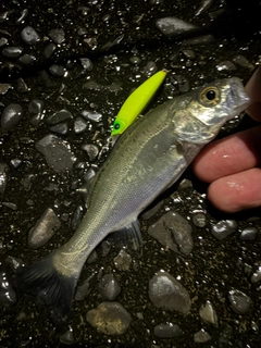 セイゴ（マルスズキ）の釣果