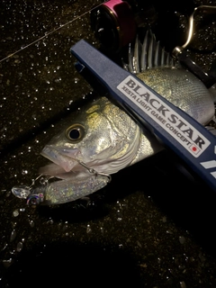 セイゴ（マルスズキ）の釣果