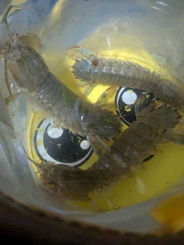 シャコの釣果