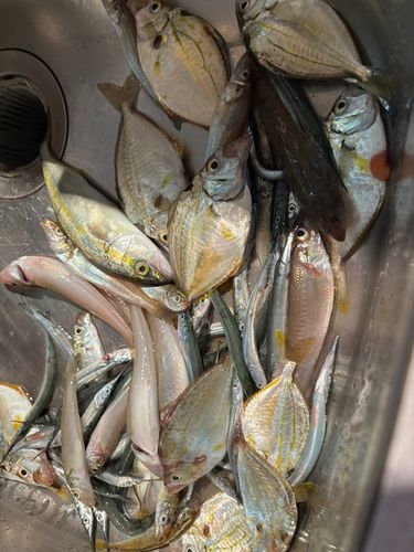 サヨリの釣果