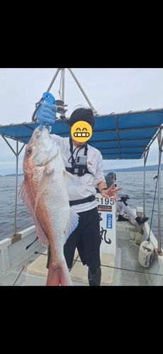 タイの釣果