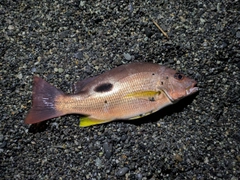 クロホシフエダイの釣果