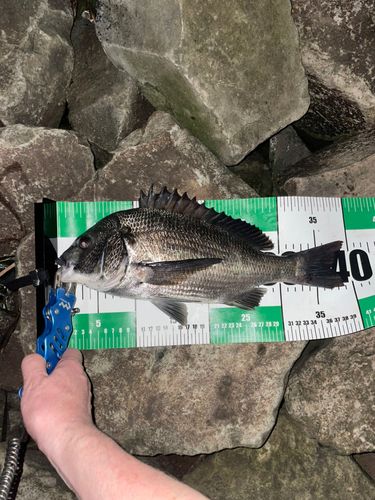 チヌの釣果