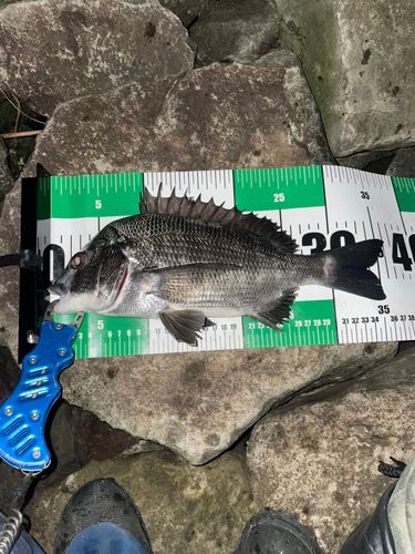 チヌの釣果