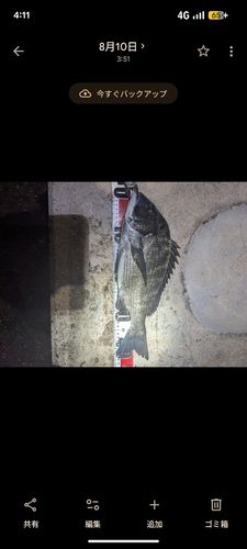 チヌの釣果